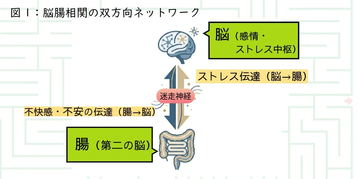 脳腸相関の図解